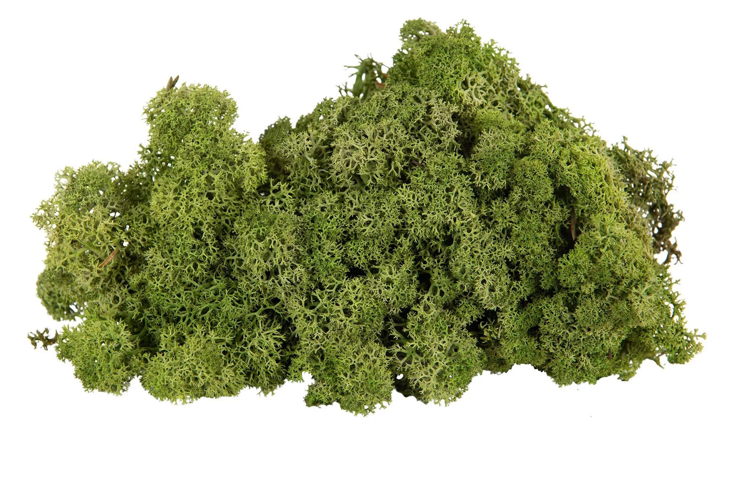 Jul div. Mossa Vitmossa BÄSTA PRIS Flamsäker Grön 500g