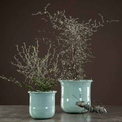 Dekoration Myra Ärgad Mässing Poly 23x22x9cm